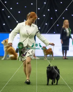 Crufts 2019 - Best of Breed / Utility