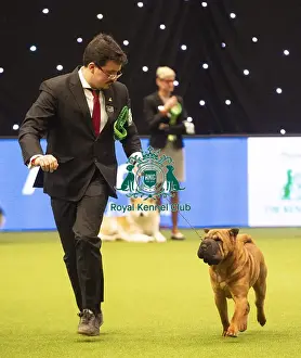 Crufts 2019 - Best of Breed / Utility