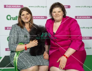 Crufts 2019 - Best of Breed / Utility