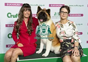Crufts 2019 - Best of Breed / Utility