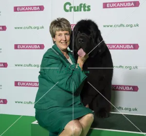 Eukanuba dog show deals 2019