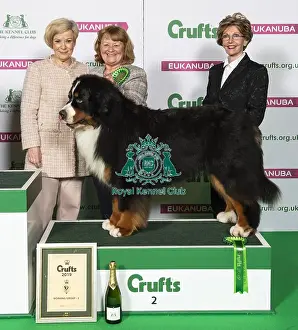 Crufts 2019 - Best of Breed / Working