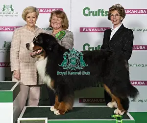 Crufts 2019 - Best of Breed / Working