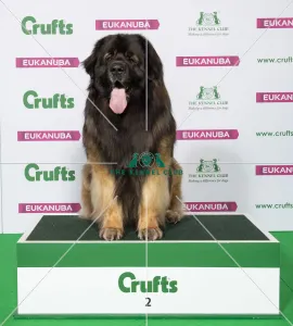 LEONBERGER Best of Breed