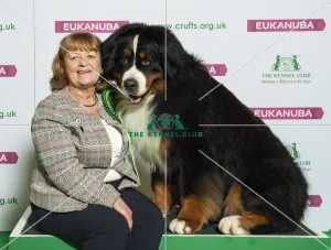 Crufts 2019 - Best of Breed / Working