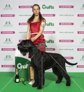 Giant Schnauzer