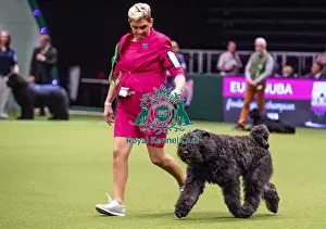 Crufts 2019 - Best of Breed / Working