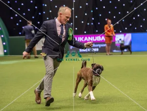 Crufts 2019 - Best of Breed / Working