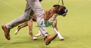 Crufts 2019 - Best of Breed / Working