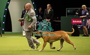 Crufts 2019 - Best of Breed / Working