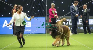 LEONBERGER Best of Breed
