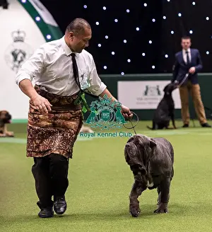 Crufts 2019 - Best of Breed / Working