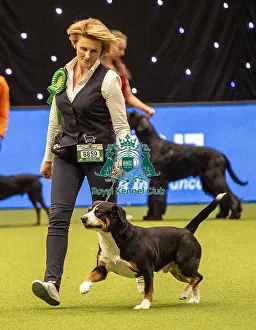 Crufts 2019 - Best of Breed / Working