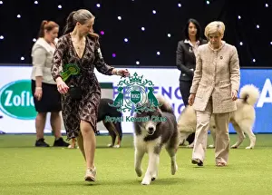 Crufts 2019 - Best of Breed / Working