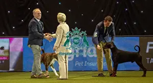 Crufts 2019 - Best of Breed / Working