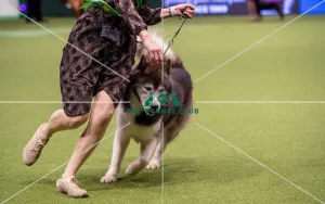 Crufts 2019 - Best of Breed / Working