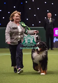 Crufts 2019 - Best of Breed / Working