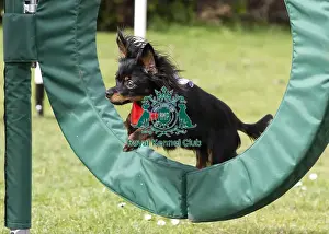 Crufts 2019 - Birmingham Launch, NEC, UK - 5 Mar 2019