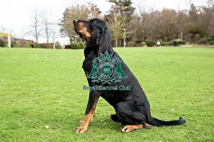 Crufts 2019 - Birmingham Launch, NEC, UK - 5 Mar 2019