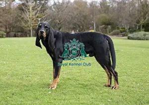 Crufts 2019 - Birmingham Launch, NEC, UK - 5 Mar 2019