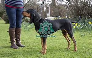 Crufts 2019 - Birmingham Launch, NEC, UK - 5 Mar 2019