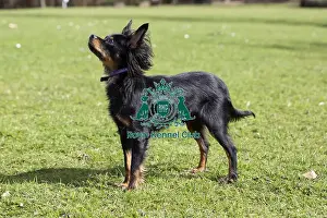 Crufts 2019 - Birmingham Launch, NEC, UK - 5 Mar 2019