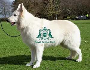 Crufts 2019 - Birmingham Launch, NEC, UK - 5 Mar 2019