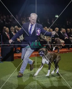 Crufts 2019 - Day Four, NEC, UK - 10 Mar 2019