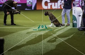 Crufts 2019 - Day Four, NEC, UK - 10 Mar 2019