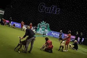 Crufts 2019 - Day Four, NEC, UK - 10 Mar 2019