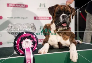 Crufts 2019 - Day Four, NEC, UK - 10 Mar 2019