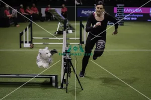 Championship Agility - Small