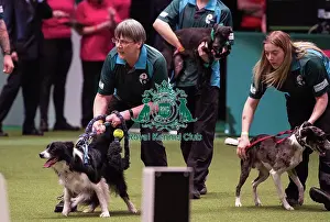 Crufts 2019 - Day Four, NEC, UK - 10 Mar 2019