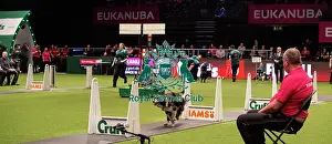 Crufts 2019 - Day Four, NEC, UK - 10 Mar 2019