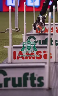 Crufts 2019 - Day Four, NEC, UK - 10 Mar 2019