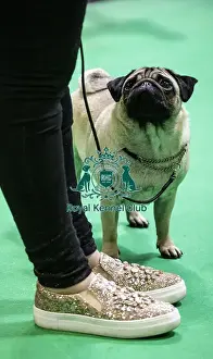 Crufts 2019 - Day Four, NEC, UK - 10 Mar 2019