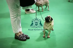 Crufts 2019 - Day Four, NEC, UK - 10 Mar 2019