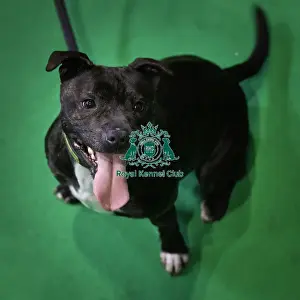 Crufts 2019 - Day Four, NEC, UK - 10 Mar 2019