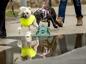 Crufts 2019 - Day Four, NEC, UK - 10 Mar 2019