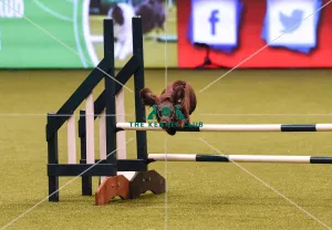 Crufts 2019 - Day Four, NEC, UK - 10 Mar 2019
