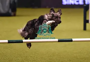 Crufts 2019 - Day Four, NEC, UK - 10 Mar 2019