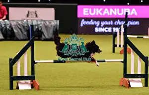 Crufts 2019 - Day Four, NEC, UK - 10 Mar 2019