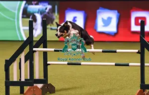 Crufts 2019 - Day Four, NEC, UK - 10 Mar 2019