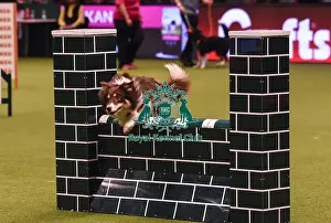 Crufts 2019 - Day Four, NEC, UK - 10 Mar 2019