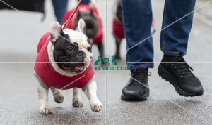 Crufts 2019 - Day Four, NEC, UK - 10 Mar 2019