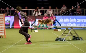 Crufts 2019 - Day Four, NEC, UK - 10 Mar 2019