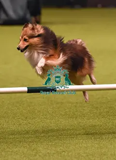 Crufts 2019 - Day Four, NEC, UK - 10 Mar 2019