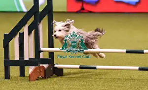Crufts 2019 - Day Four, NEC, UK - 10 Mar 2019
