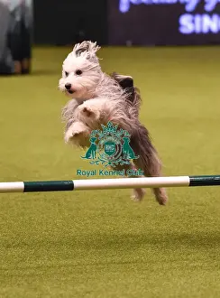 Crufts 2019 - Day Four, NEC, UK - 10 Mar 2019