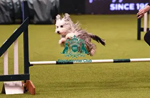 Crufts 2019 - Day Four, NEC, UK - 10 Mar 2019